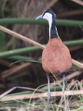 African Jacana, Akaka-Longo NP, Gabon