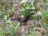 Black-chinned Quailfinch, Lope NP, Gabon