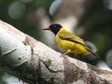 Black-winged Oriole, Akanda NP, Gabon