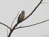 Brown-hooded Kingfisher, Leconi, Gabon