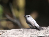 Cassins Flycatcher, Mpivie River-Loango NP, Gabon