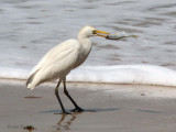 Cattle Egret, Libreville, Gabon