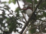 Chocolate-backed Kingfisher, Ipassa Research Station-Makokou, Gabon