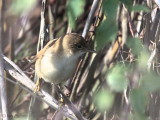 Marsh Warbler, Barns Ness, Lothian