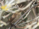 Marsh Warbler, Barns Ness, Lothian