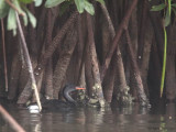African Finfoot (male), Akaka-Longo NP, Gabon