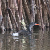 African Finfoot (male), Akaka-Longo NP, Gabon