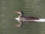 African Finfoot (female), Akaka-Longo NP, Gabon