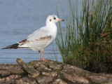 Black-headed Gull, Endrick Mouth-Loch Lomond, Clyde