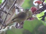 Little Greenbul, Lope NP, Gabon