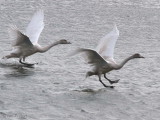 Whooper Swan (juvenile), Barons Haugh RSPB, Clyde