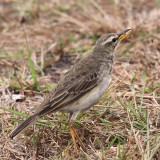 Long-legged pipit, Gavilo Lodge-Loango, Gabon