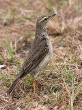 Long-legged pipit, Gavilo Lodge-Loango, Gabon