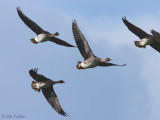Taiga Bean Geese, Luckenburn-Fannyside Muir, Clyde