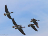 Taiga Bean Geese, Luckenburn-Fannyside Muir, Clyde