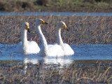 Whooper Swan, Crom Mhin Bay, Clyde