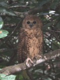 Pels Fishing Owl, Mpivie River-Loango NP, Gabon