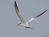 Royal Tern, St Catherines Beach-Loango NP, Gabon