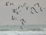 Royal Tern, St Catherines Beach-Loango NP, Gabon
