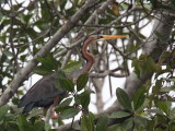 Purple Heron, Iguela Lagoon-Loango NP, Gabon