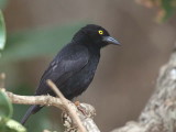 Vieillots Black Weaver, Lope NP, Gabon