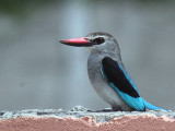 Woodland Kingfisher, Sunset Beach Hotel-Libreville, Gabon