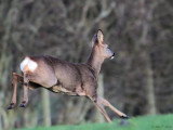 Roe Deer, Loch Lomond NNR, Clyde