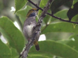 Yellow-browed Camaroptera, Ipassa-Makokou, Gabon