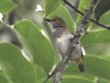 Yellow-browed Camaroptera, Ipasse-Makokou, Gabon