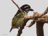 Yellow-rumped Tinkerbird, Leconi, Gabon