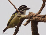 Yellow-rumped Tinkerbird, Leconi, Gabon