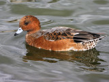 Wigeon, Caerlaverock WWT, Dumfries&Galloway