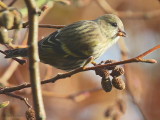 Siskin, Balmaha, Clyde