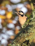 Great Spotted Woodpecker, Loch Lomond NNR, Clyde