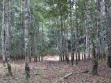 Seasonal water hole, Lope NP, Gabon