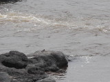 Distant Rock Pratincole, Ogou River, Gabon