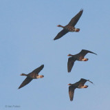 Greenland White-fronted Geese, Endrick Mouth, Clyde