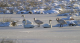 Whooper Swan, Loch Lomond NNR, Clyde