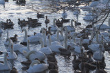Swans and Geese, Hogganfield Loch, Glasgow