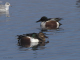 Northern Shoveler, Hogganfield Loch, Glasgow