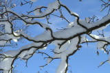 Hogganfield Loch winter scene, Glasgow