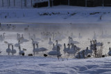 Swans at sunset, Hogganfield Loch, Glasgow