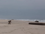 Christian stalking some Damara Terns, St Catherines Beach, Loango NP, Gabon