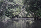 Mpivi River, Loango NP, Gabon