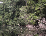 Mpivi River, Loango NP, Gabon