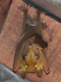 Dwarf Epauletted Fruit Bat, Lope NP, Gabon