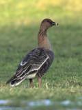 Pink-footed Goose, Loch Lomond NNR, Clyde