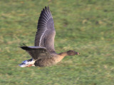 Pink-footed Goose, Loch Lomond NNR, Clyde
