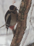 Great Spotted Woodpecker, Shore Wood-Loch Lomond NNR, Clyde