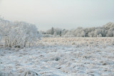 The Aber Bog, Loch Lomond NNR